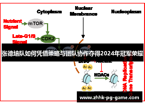 张德培队如何凭借策略与团队协作夺得2024年冠军荣耀